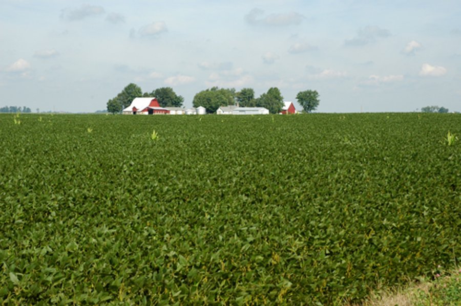506 Acres Offered in 10 Tracts - 486 Tillable Acres
