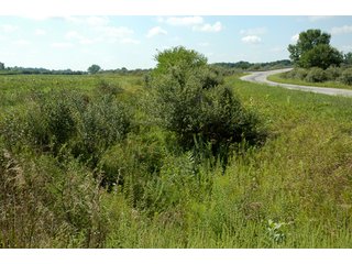 Property photo 18 - 506 Acres Offered in 10 Tracts - 486 Tillable Acres
