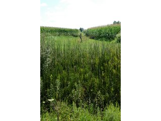 Property photo 1 - 506 Acres Offered in 10 Tracts - 486 Tillable Acres
