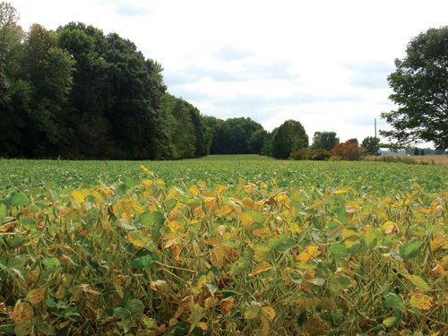 Property photo 4 - 160 Acres in 5 Tracts - Productive Tillable Land & Hunter's Paradise