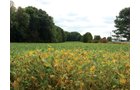 Property photo 4 - 160 Acres in 5 Tracts - Productive Tillable Land & Hunter's Paradise