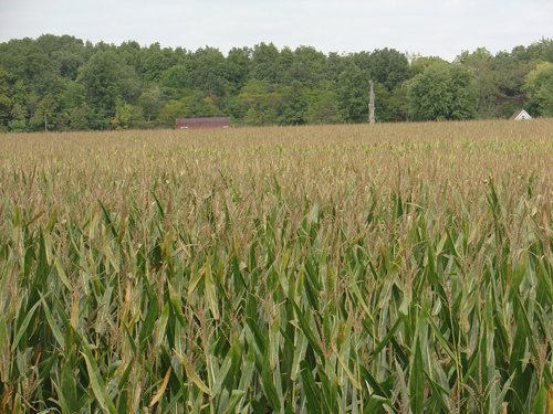 Property photo 7 - 160 Acres in 5 Tracts - Productive Tillable Land & Hunter's Paradise
