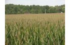 Property photo 7 - 160 Acres in 5 Tracts - Productive Tillable Land & Hunter's Paradise