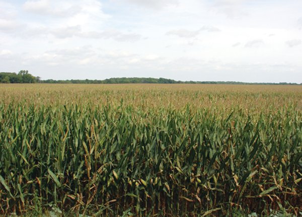 160 Acres in 5 Tracts - Productive Tillable Land & Hunter's Paradise
