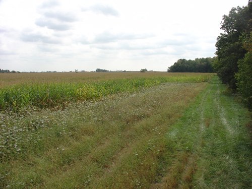 Property photo 9 - 160 Acres in 5 Tracts - Productive Tillable Land & Hunter's Paradise