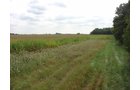 Property photo 9 - 160 Acres in 5 Tracts - Productive Tillable Land & Hunter's Paradise