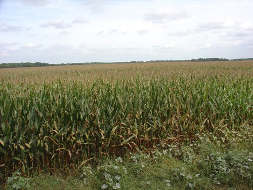 Property photo 6 - 160 Acres in 5 Tracts - Productive Tillable Land & Hunter's Paradise