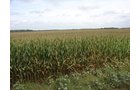 Property photo 6 - 160 Acres in 5 Tracts - Productive Tillable Land & Hunter's Paradise