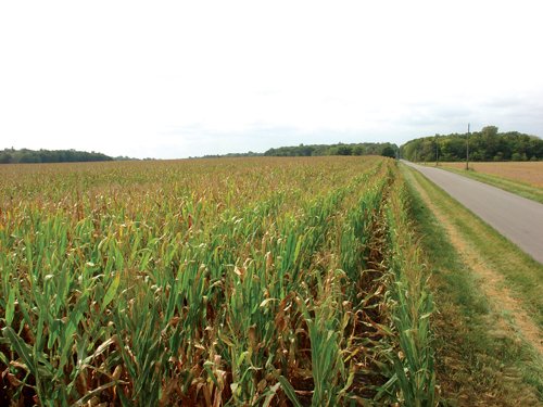 Property photo 10 - 160 Acres in 5 Tracts - Productive Tillable Land & Hunter's Paradise