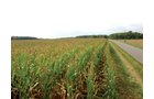 Property photo 10 - 160 Acres in 5 Tracts - Productive Tillable Land & Hunter's Paradise