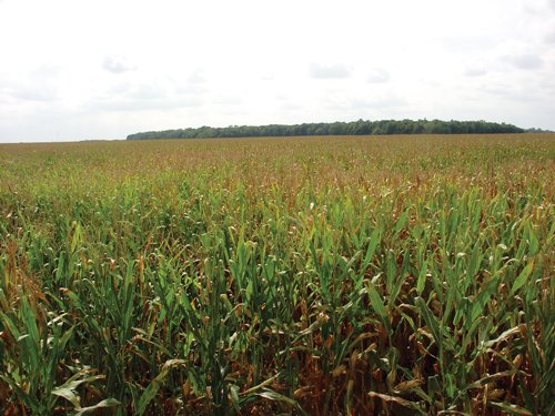 Property photo 5 - 160 Acres in 5 Tracts - Productive Tillable Land & Hunter's Paradise