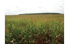 Property photo 5 - 160 Acres in 5 Tracts - Productive Tillable Land & Hunter's Paradise