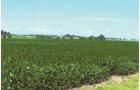 Property photo 2 - 19.969 Acres Offered in 1 Tract