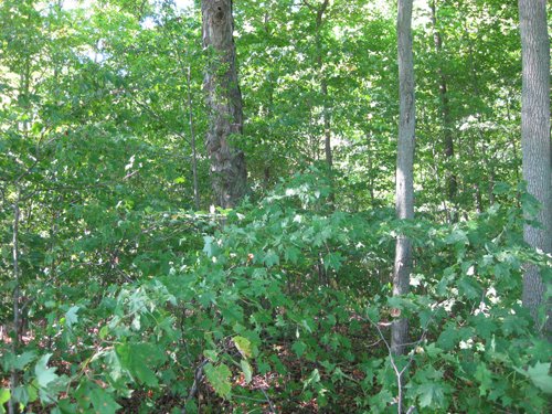 Property photo 6 - 40 Acres Offered in 3 Tracts