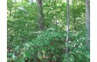 Property photo 6 - 40 Acres Offered in 3 Tracts