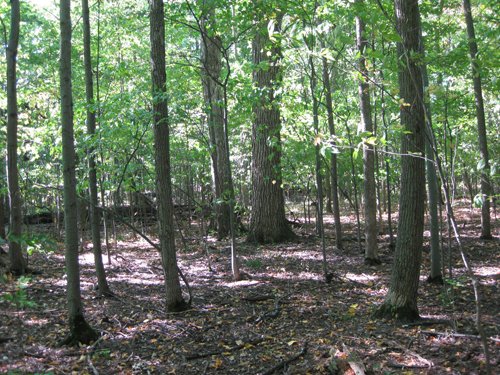 Property photo 7 - 40 Acres Offered in 3 Tracts