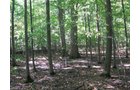 Property photo 7 - 40 Acres Offered in 3 Tracts