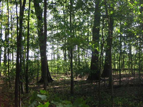Property photo 4 - 40 Acres Offered in 3 Tracts