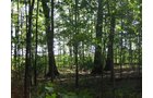 Property photo 4 - 40 Acres Offered in 3 Tracts