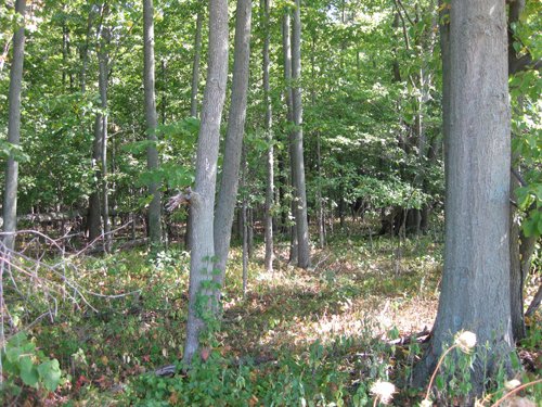 Property photo 10 - 40 Acres Offered in 3 Tracts