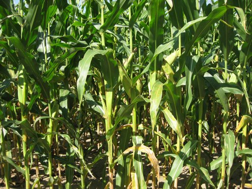 Property photo 1 - 40 Acres Offered in 3 Tracts