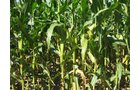 Property photo 1 - 40 Acres Offered in 3 Tracts