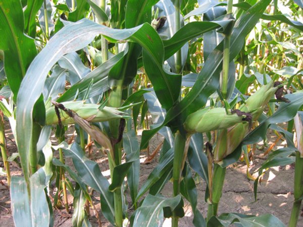 40 Acres Offered in 3 Tracts