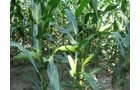 Property photo 11 - 40 Acres Offered in 3 Tracts
