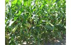 Property photo 3 - 40 Acres Offered in 3 Tracts