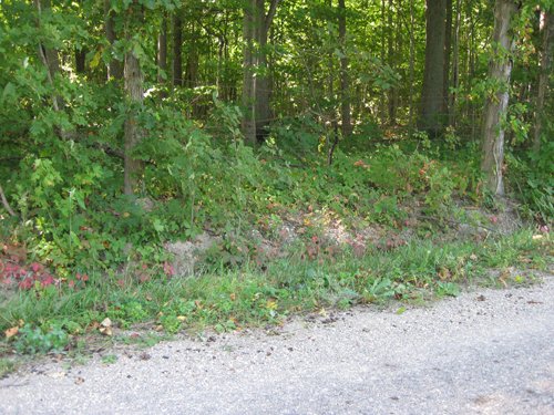 Property photo 5 - 40 Acres Offered in 3 Tracts