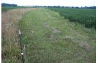 Property photo 5 - 68 Acres Offered in 2 Tracts - Productive Tillable Land & Woods