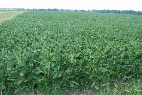 Property photo 14 - 68 Acres Offered in 2 Tracts - Productive Tillable Land & Woods