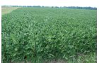 Property photo 14 - 68 Acres Offered in 2 Tracts - Productive Tillable Land & Woods