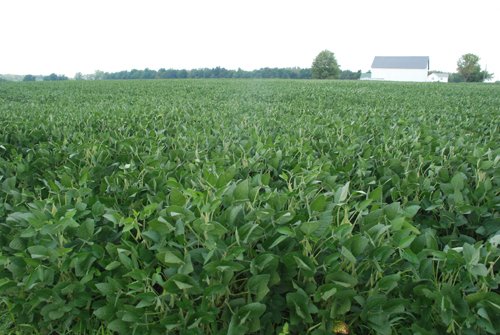 Property photo 6 - 68 Acres Offered in 2 Tracts - Productive Tillable Land & Woods