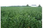 Property photo 6 - 68 Acres Offered in 2 Tracts - Productive Tillable Land & Woods