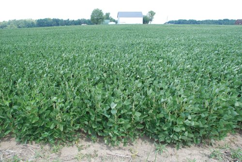 Property photo 7 - 68 Acres Offered in 2 Tracts - Productive Tillable Land & Woods