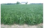 Property photo 7 - 68 Acres Offered in 2 Tracts - Productive Tillable Land & Woods