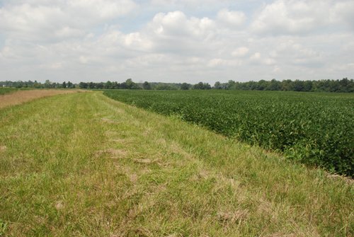 Property photo 16 - 68 Acres Offered in 2 Tracts - Productive Tillable Land & Woods