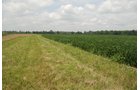 Property photo 16 - 68 Acres Offered in 2 Tracts - Productive Tillable Land & Woods