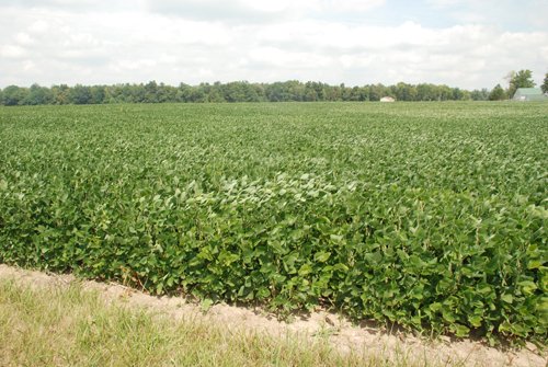 Property photo 15 - 68 Acres Offered in 2 Tracts - Productive Tillable Land & Woods