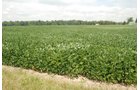 Property photo 15 - 68 Acres Offered in 2 Tracts - Productive Tillable Land & Woods