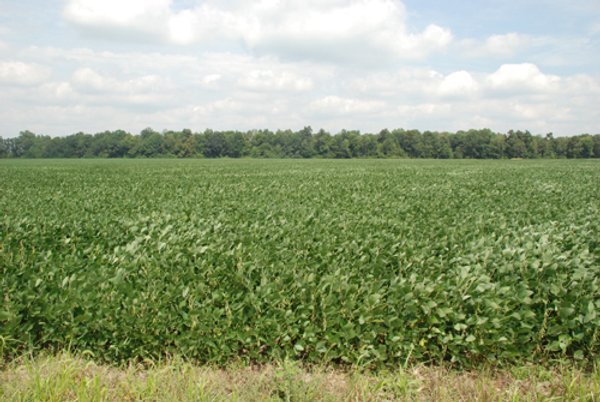 68 Acres Offered in 2 Tracts - Productive Tillable Land & Woods