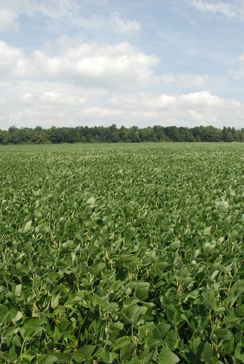 Property photo 13 - 68 Acres Offered in 2 Tracts - Productive Tillable Land & Woods