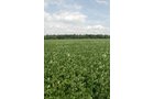 Property photo 13 - 68 Acres Offered in 2 Tracts - Productive Tillable Land & Woods