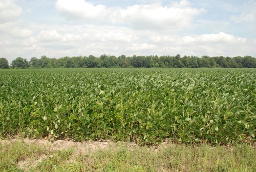Property photo 18 - 68 Acres Offered in 2 Tracts - Productive Tillable Land & Woods