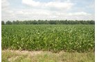 Property photo 18 - 68 Acres Offered in 2 Tracts - Productive Tillable Land & Woods