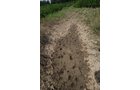 Property photo 19 - 68 Acres Offered in 2 Tracts - Productive Tillable Land & Woods