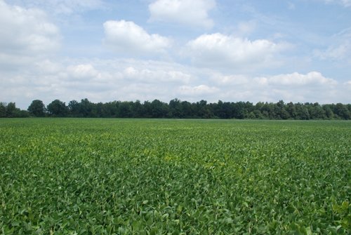 Property photo 4 - 68 Acres Offered in 2 Tracts - Productive Tillable Land & Woods