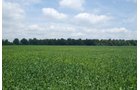 Property photo 4 - 68 Acres Offered in 2 Tracts - Productive Tillable Land & Woods