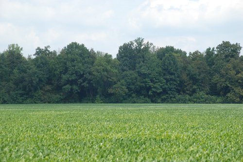 Property photo 8 - 68 Acres Offered in 2 Tracts - Productive Tillable Land & Woods